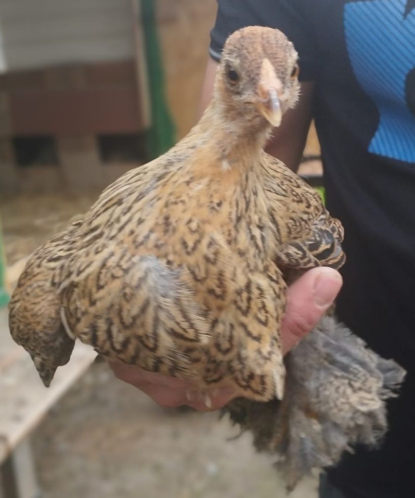 Kura Brahma miniatura , kury, kaczki