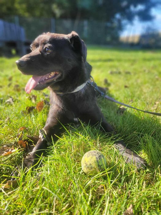Cudowna Dora czeka na wspólną zabawę z nowym opiekunem