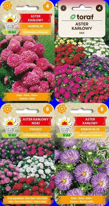Astry, wysokie, niskie nasiona 32 odmian za 64 zł