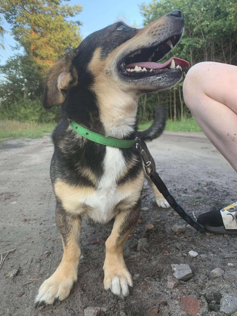 Łagodny, mały pies do adopcji