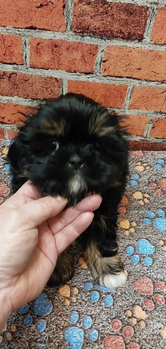 Czarny chłopak Shih-tzu