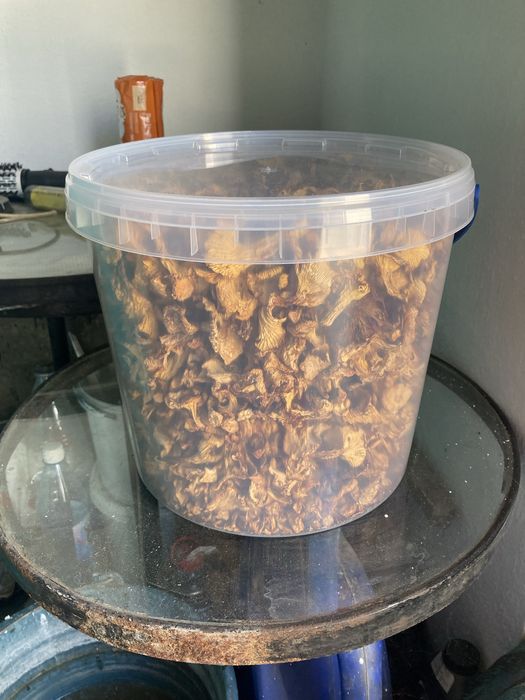 Карпацькі грибочки цьогорічні