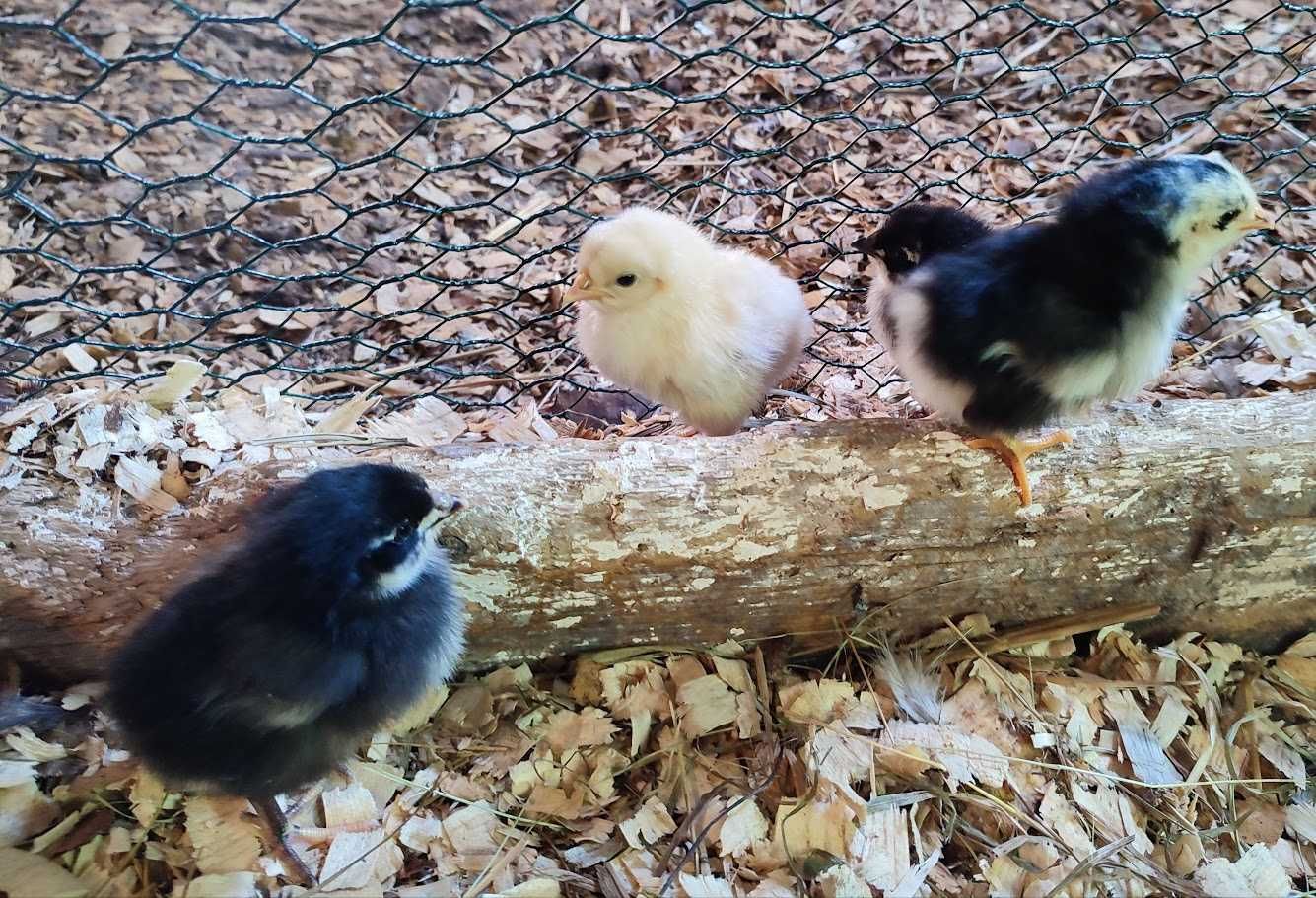 Pisklęta mix z kolorowych jajek, pisklęta zielononóżka marans leghorn