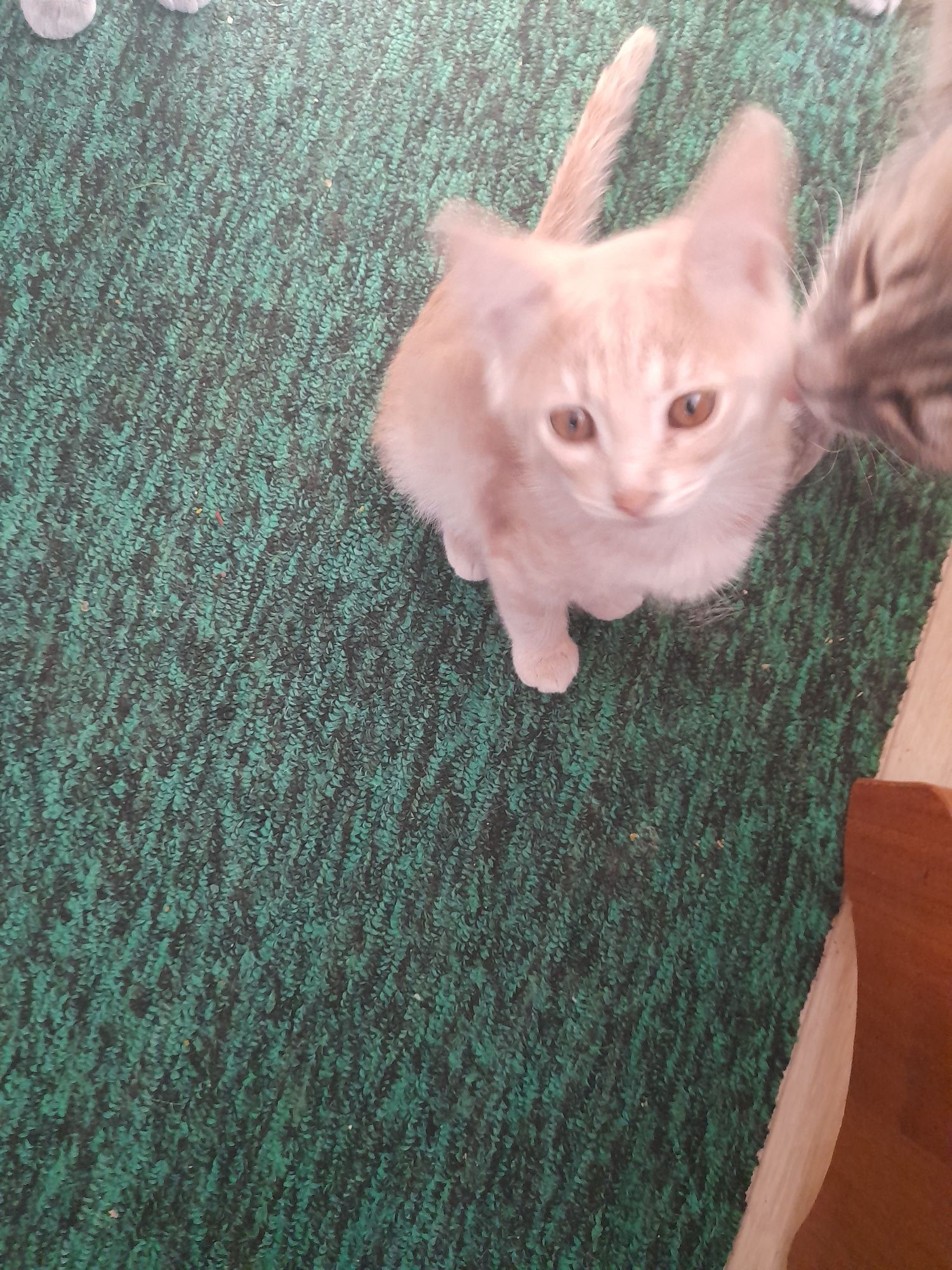 Котята  бесплатно.
