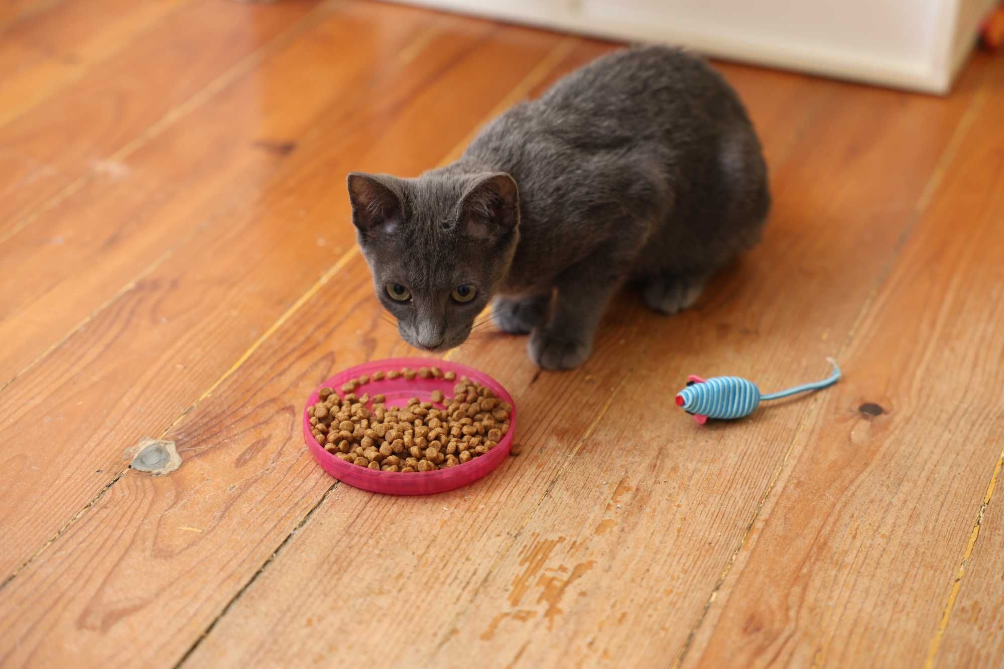 Gatinha com 3,5 meses para adopção responsável