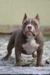 American Bully Pocket Suczka