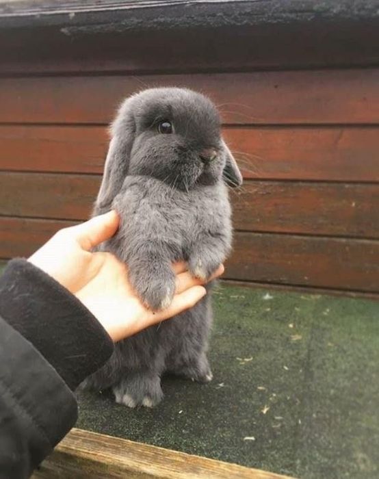 Декоративные кролики разных возрастов