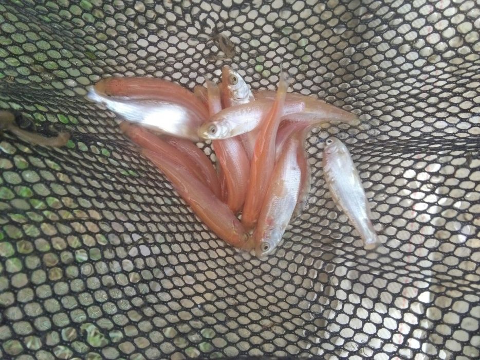 Narybek Ryby Złota Orfa Bardzo Aktywna Wysyłka Narybek24.pl