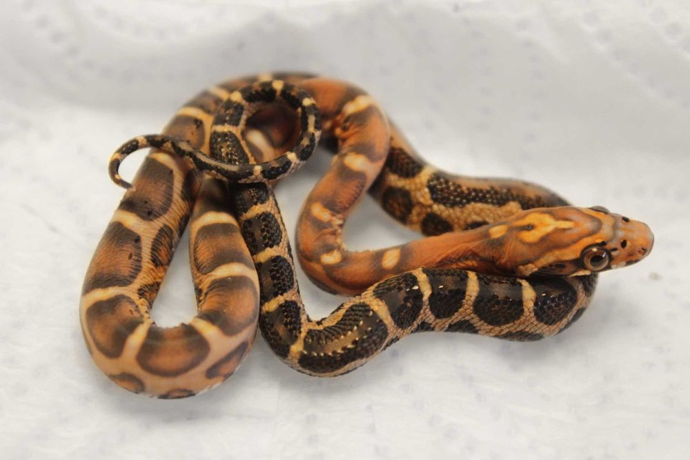 Scaleless Wąż zbożowy unikat rarytas samica