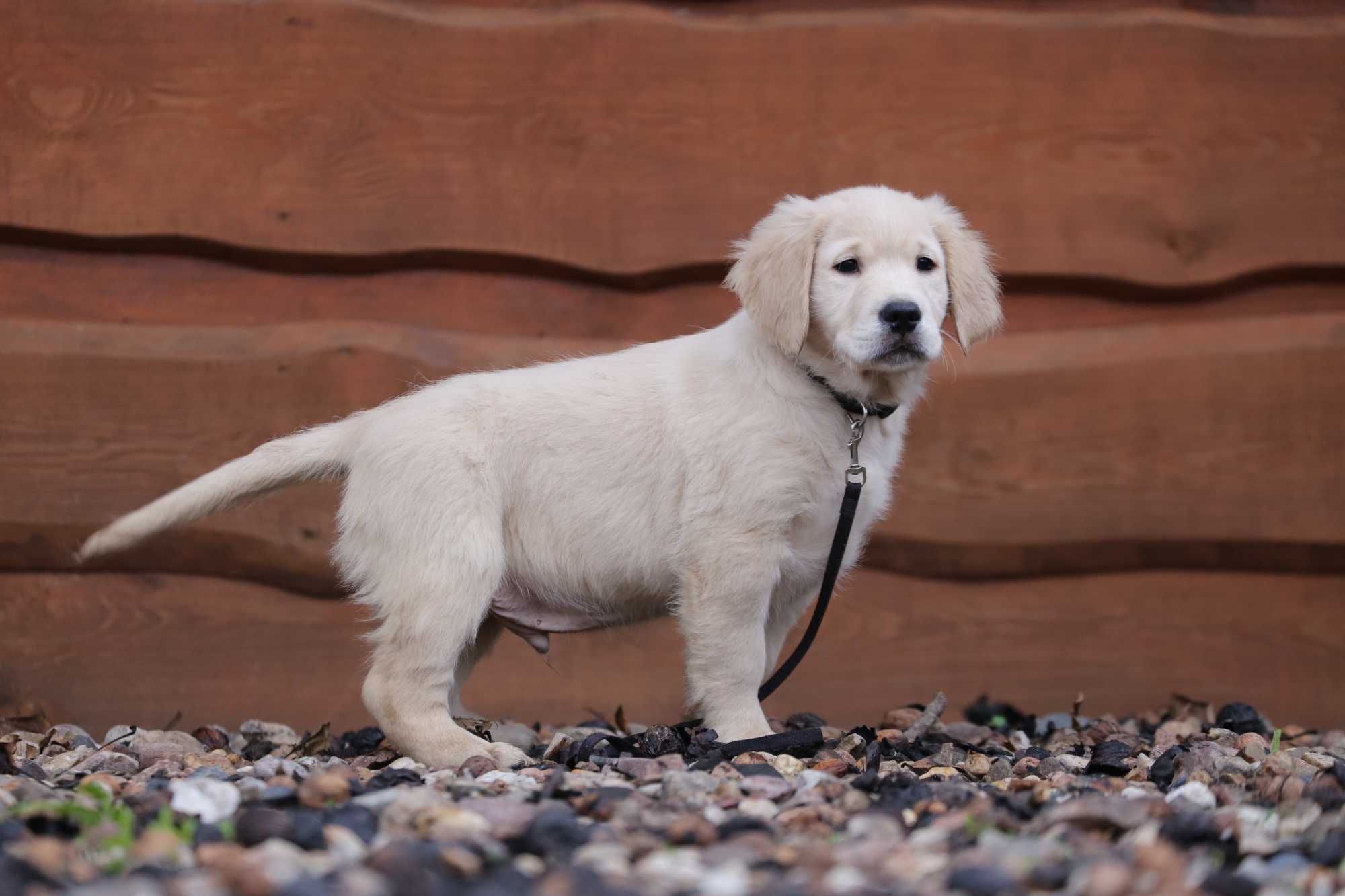 Golden Retriever szczeniak piesek