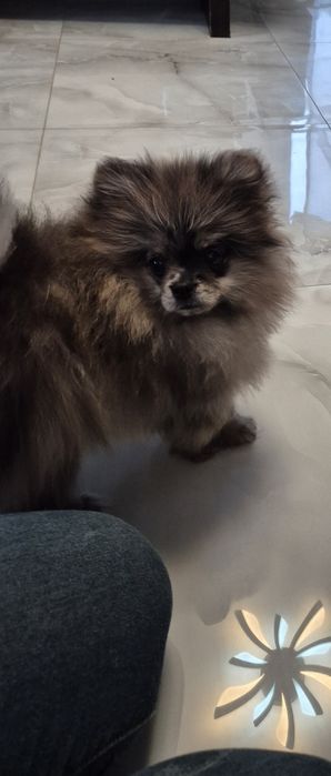 Piekny szpic miniaturowy Merle