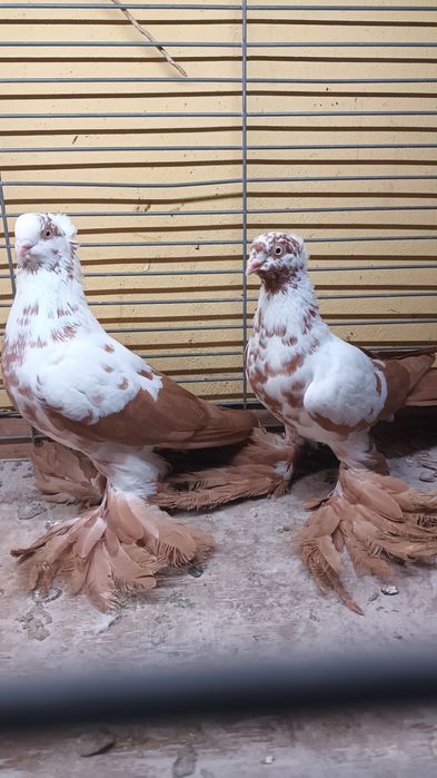 Para wiedynów żółtych koroniatych.