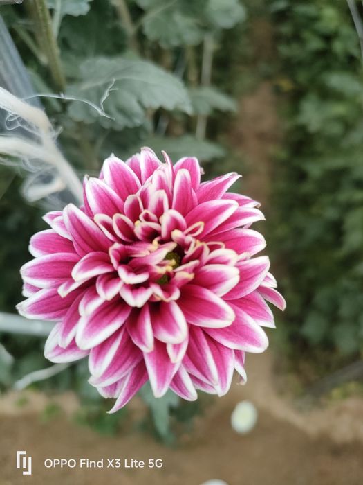 Crisântemo várias qualidades