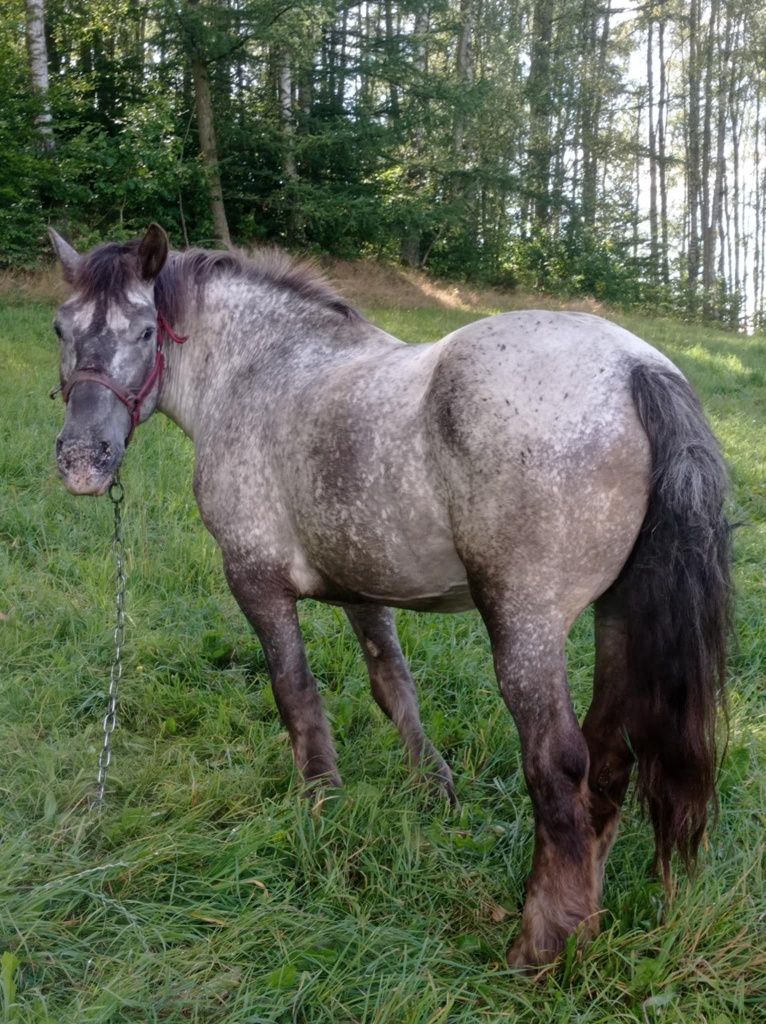 Sprzedam klacz zimnokrwistą
