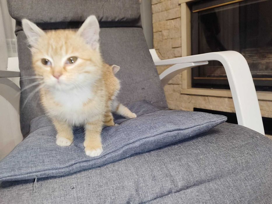 Кошенята, руді Таббі