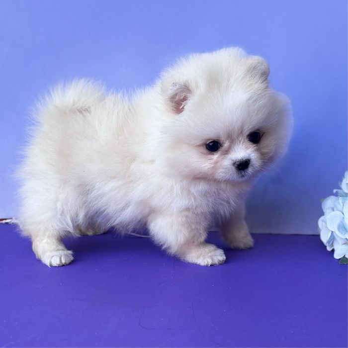 лялькова дівчинка тип ведмедика