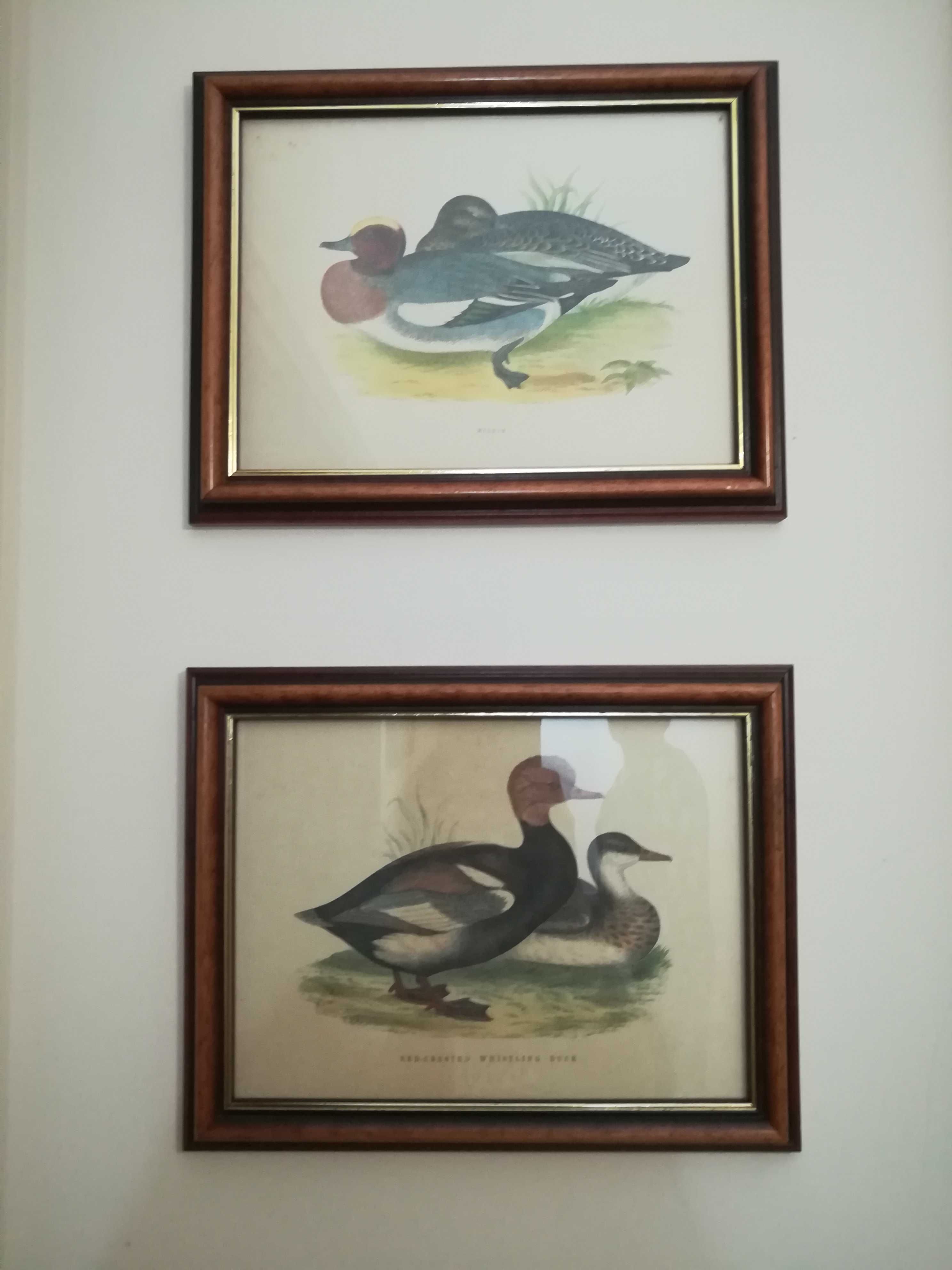 Quadros coleção casinhas e patos, muito estimadas