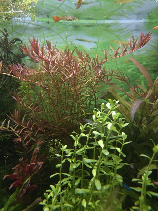 Pack de Sera Guppy Gran Nature (120g) + 20 Plantas Aquário "Low Tech"