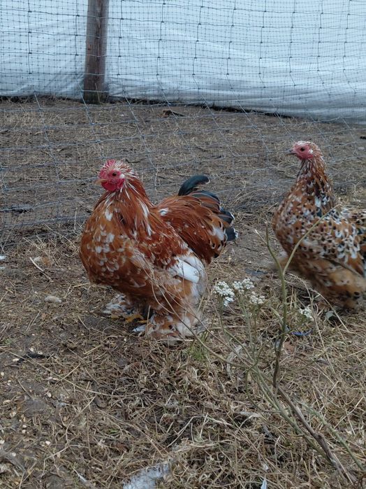 Kochin karzełek porcelana