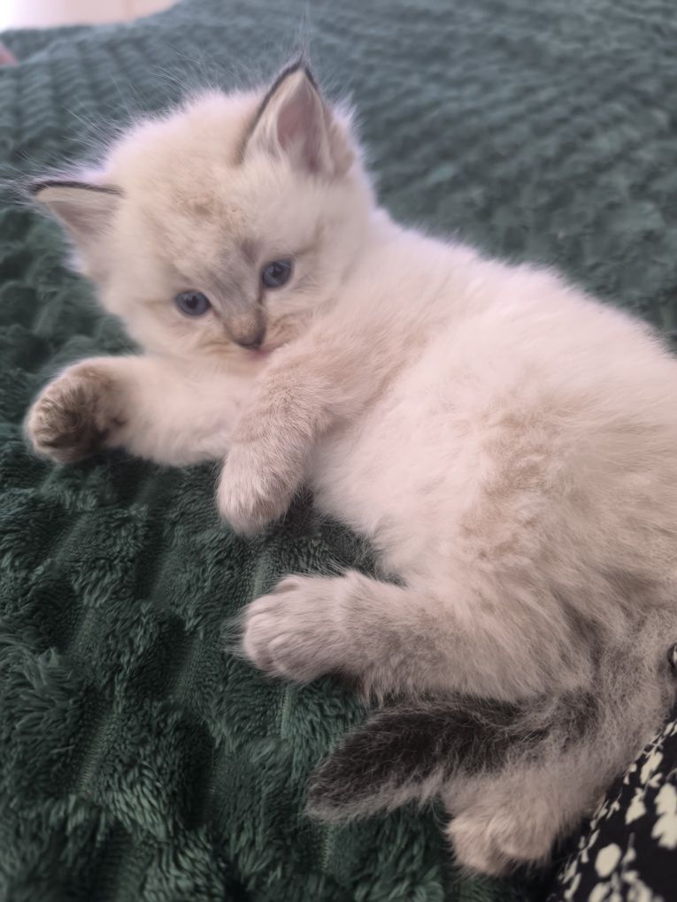Ragdoll Kotka Seal Colorpoint Rodowód FPL,wielu utytułowanych pr