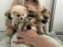 Pomeranian szpic miniaturowy boo misiu xs