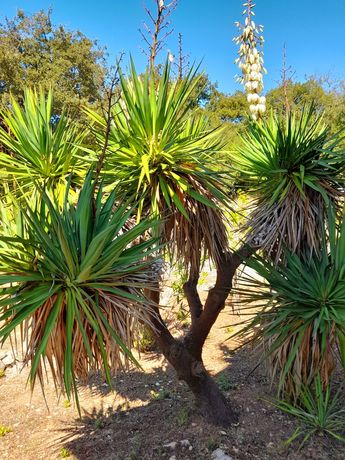Palmeira Yucca 2 metros