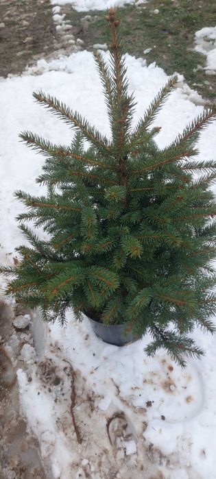 Choinki świerk srebrny w doniczkach hurt/deta