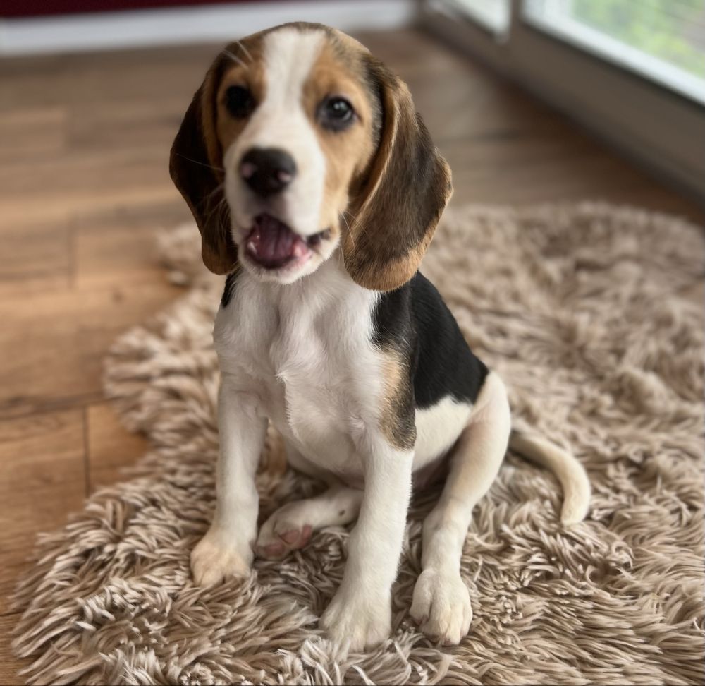 Beagle dziewczynka gotowa do odbioru.