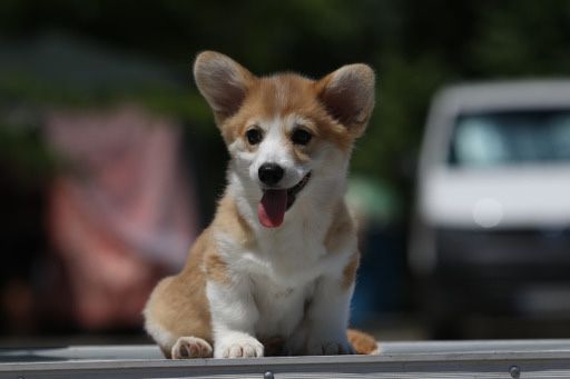 Мальчик корги_Джери