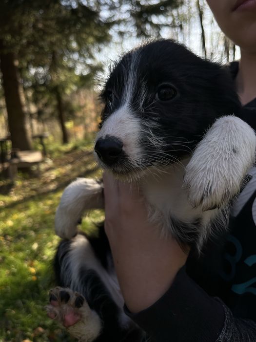 Do adopcji szczenietą po mamie Szkocki Collie