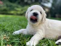Golden Retriever ZKwP