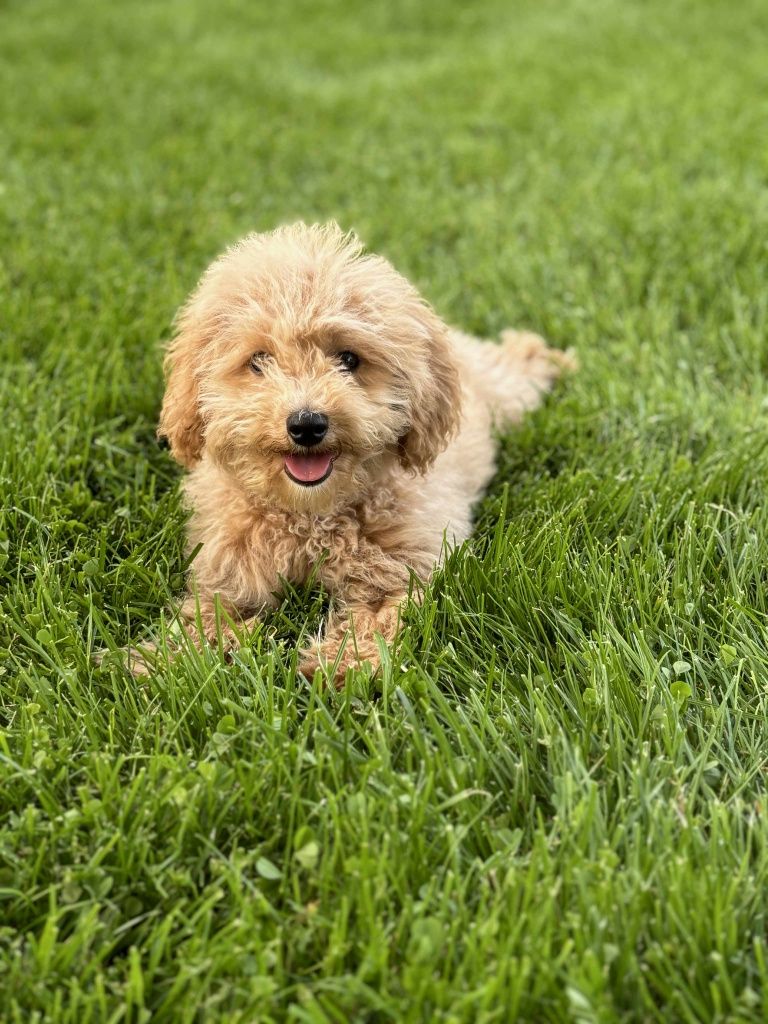 Piesek rasy Maltipoo