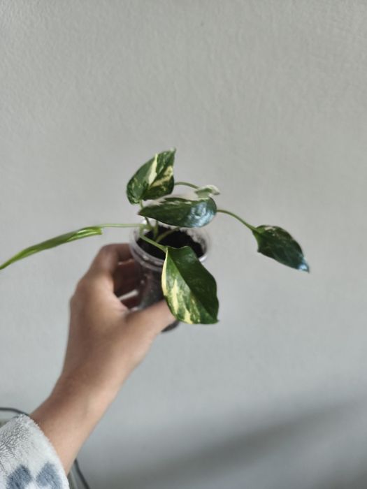 Epipremnum  neon golden photo hicolor pinnatum variegata