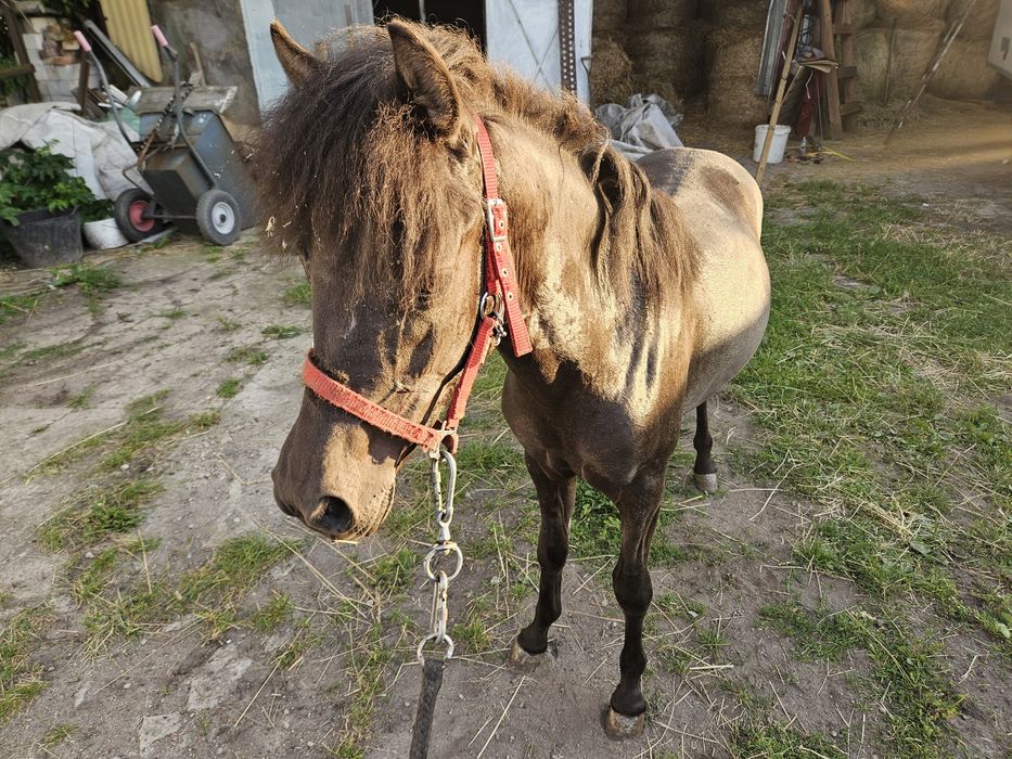 Sprzedam konika ogierka
