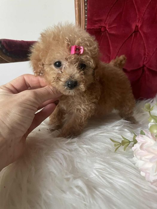 Wyjątkowa suczka Tori  pudel toy aprikot krótka kufa