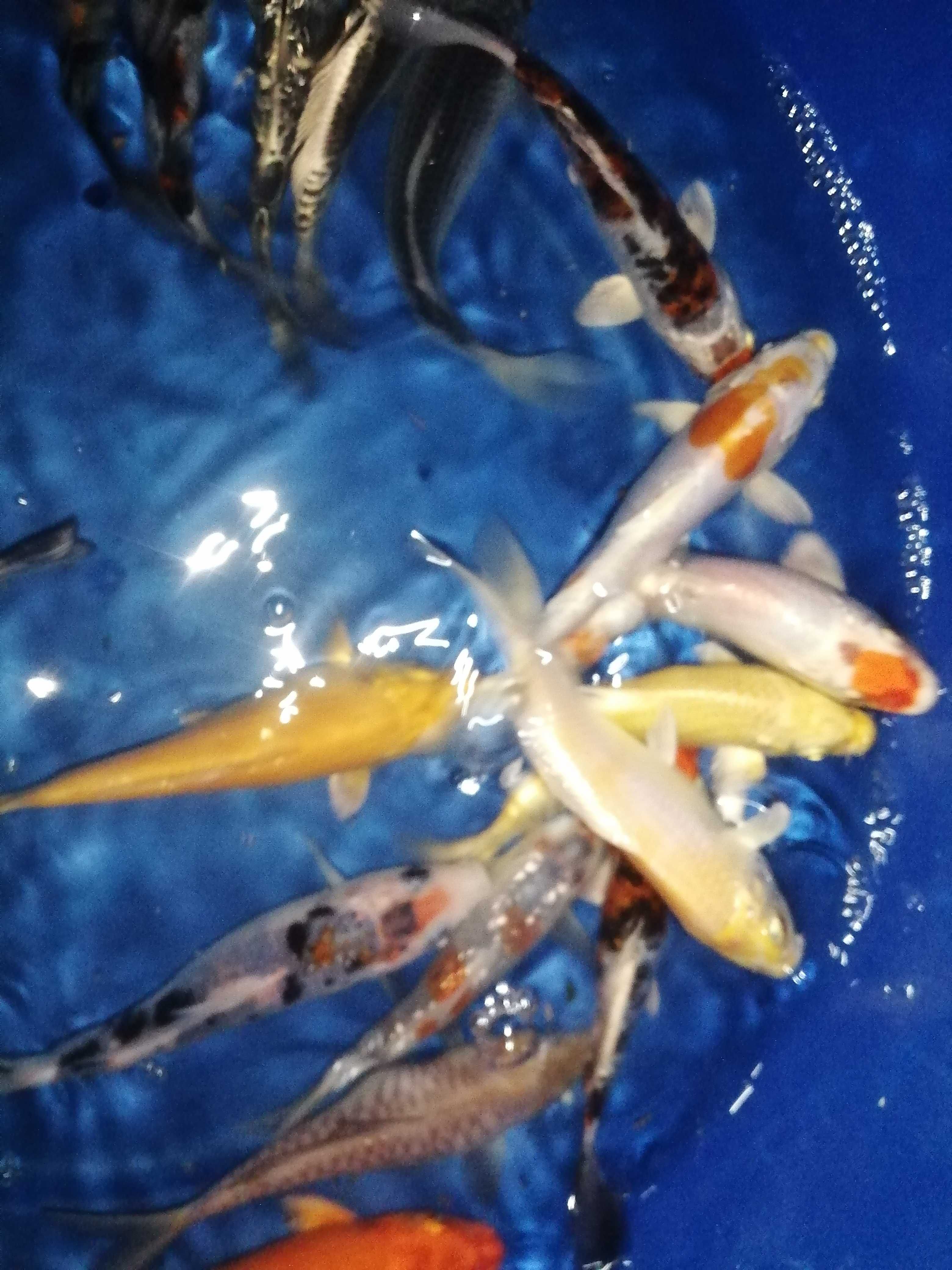 Carpas koi 12 a 14cm