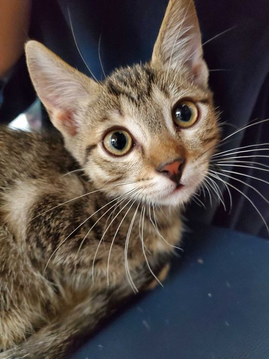 Безкоштовно кошенято 3 місяці