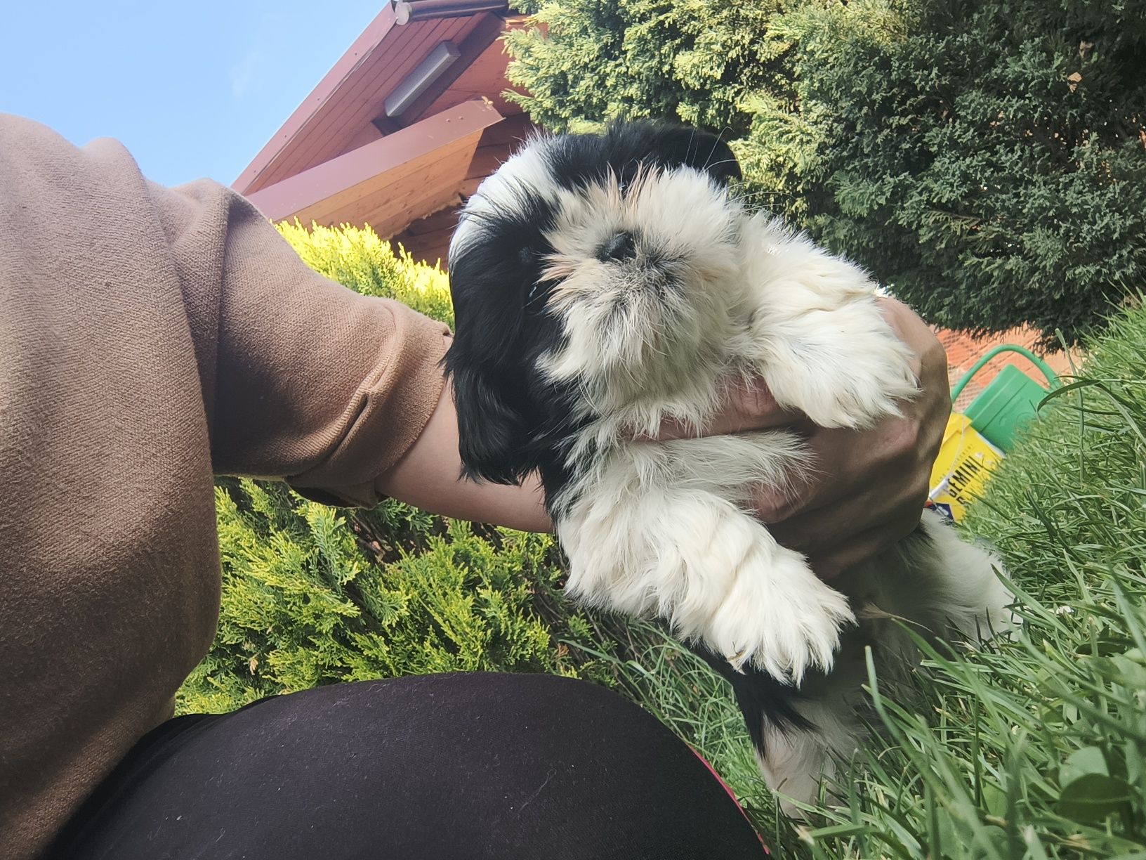 Shihtzu maluszek chłopak