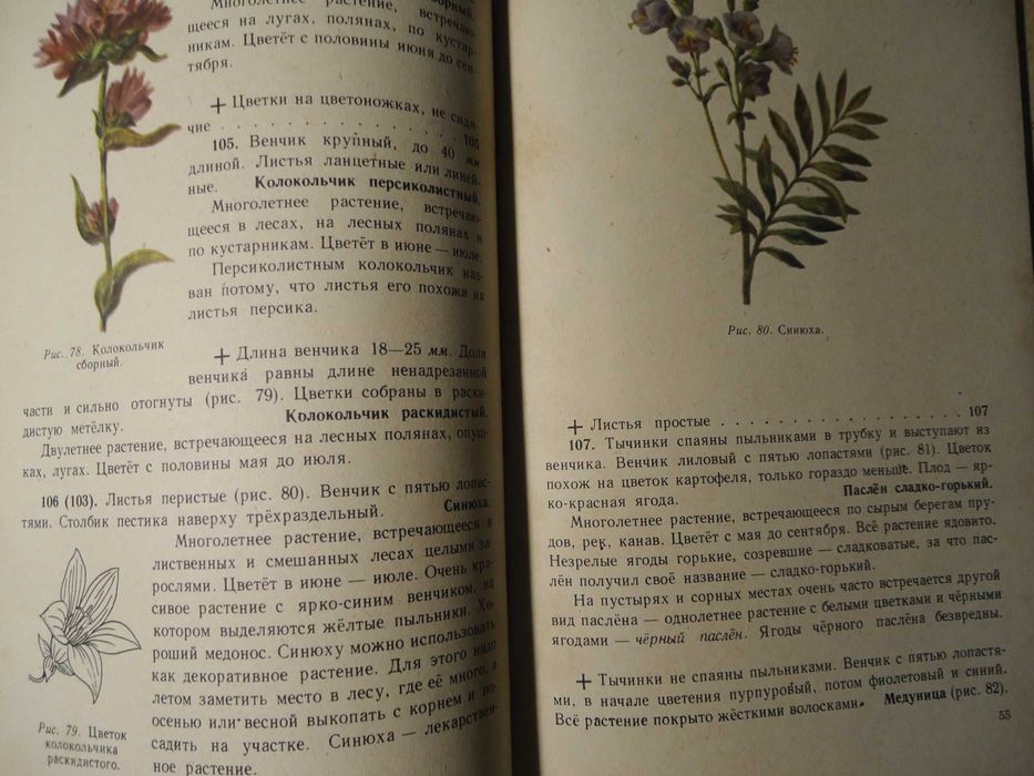 И.В. Иванова - Что растет вокруг тебя