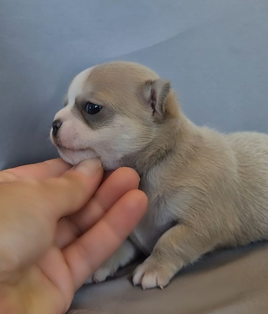 Śliczny piesek chihuahua chłopiec