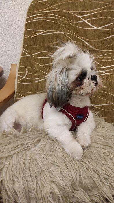 Sprzedam shih tzu z rodowodem