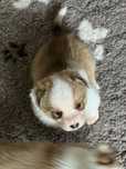 Welsh Corgi Cardigan, rudo-bialy pies FCI SKARB
