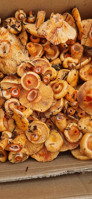 Rydz świeży 2kg wysyłkę olx