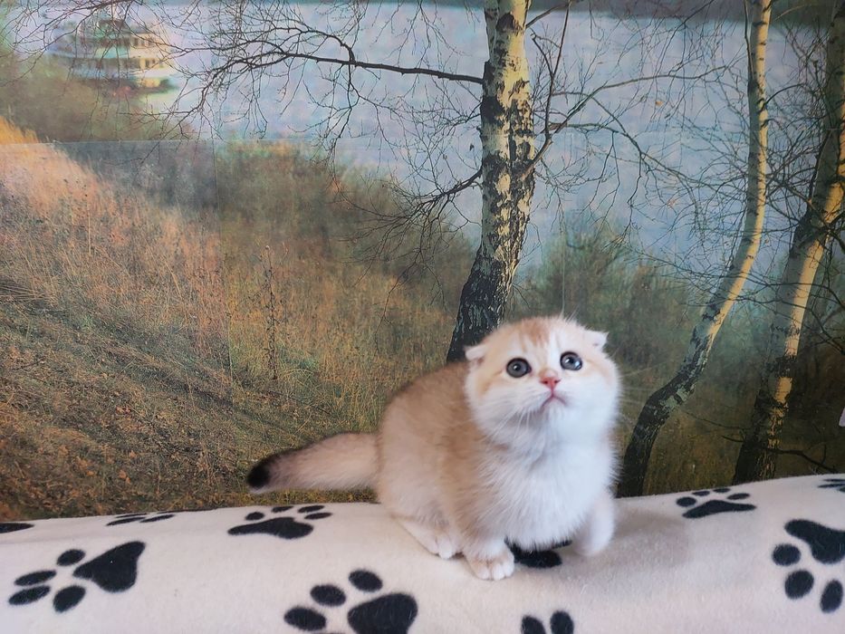 Золота шиншилла красуня