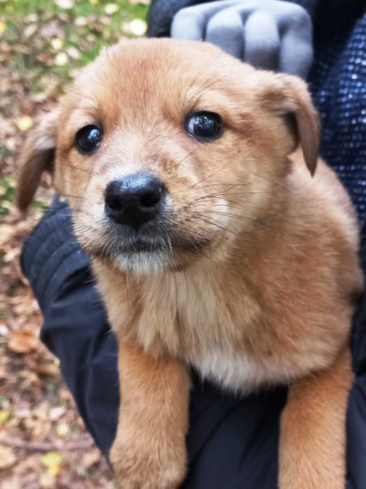 Гарні малята в добрі руки