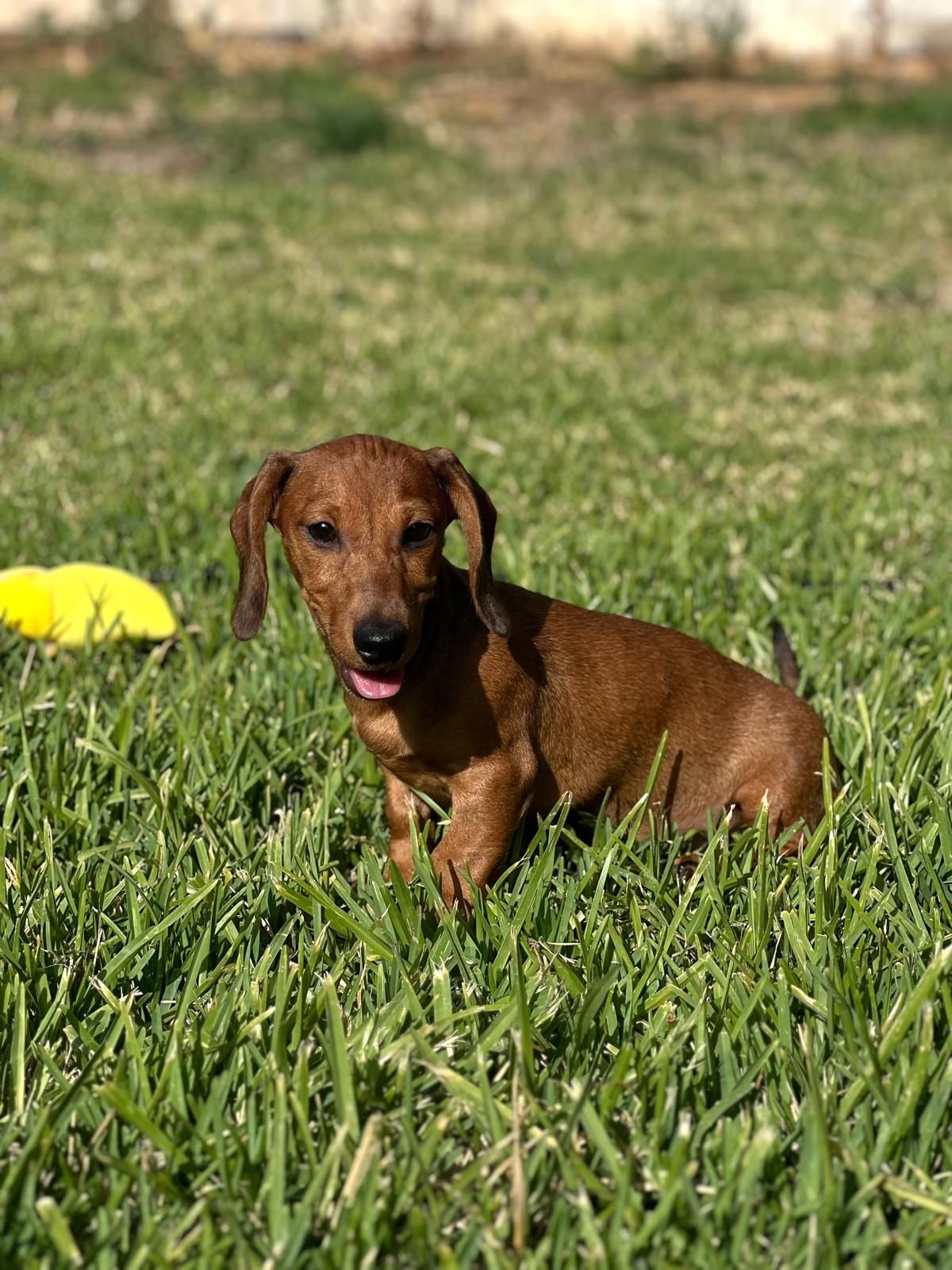 Teckel excelente menina vermelha