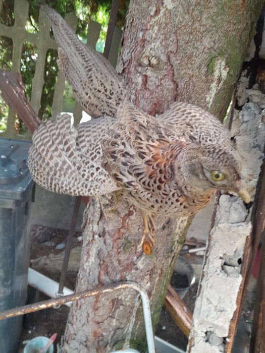 Spreparowany wypchany ptak bażant trofea