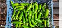 Papryka Jalapeno