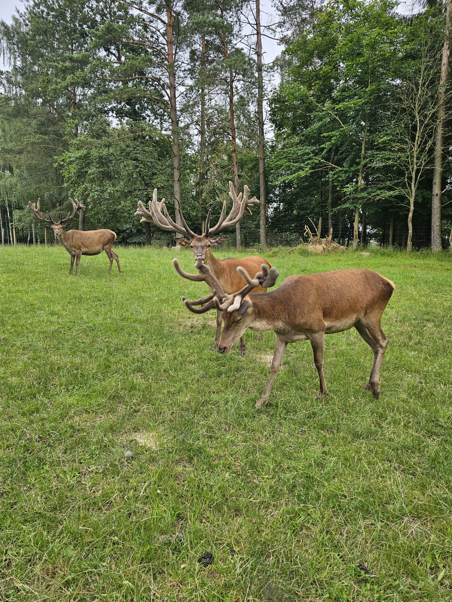 Jeleń Europejski