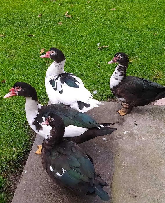 Kaczki piżmówki i mix staropolskie/dworka 2025r